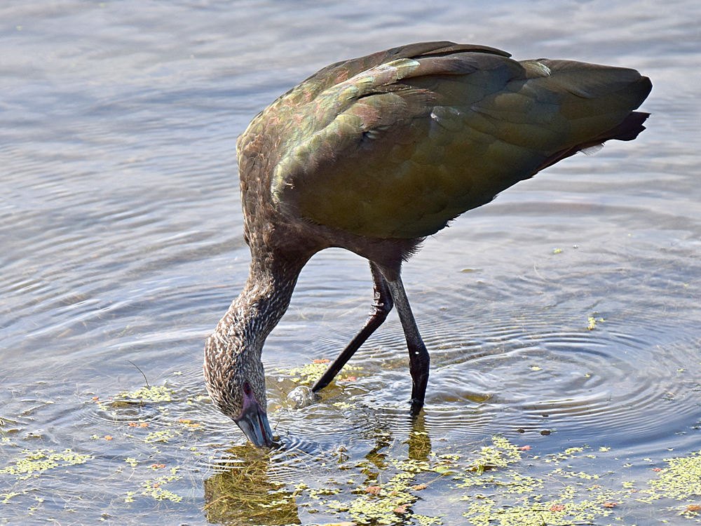 Ibis2.jpg