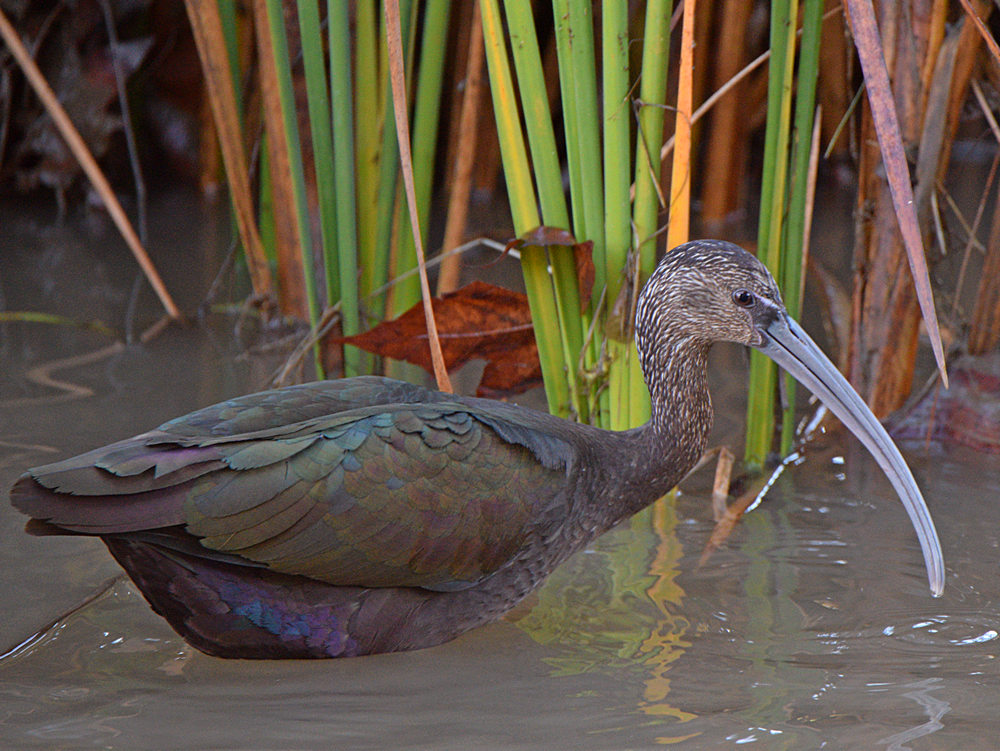 Ibis2.jpg