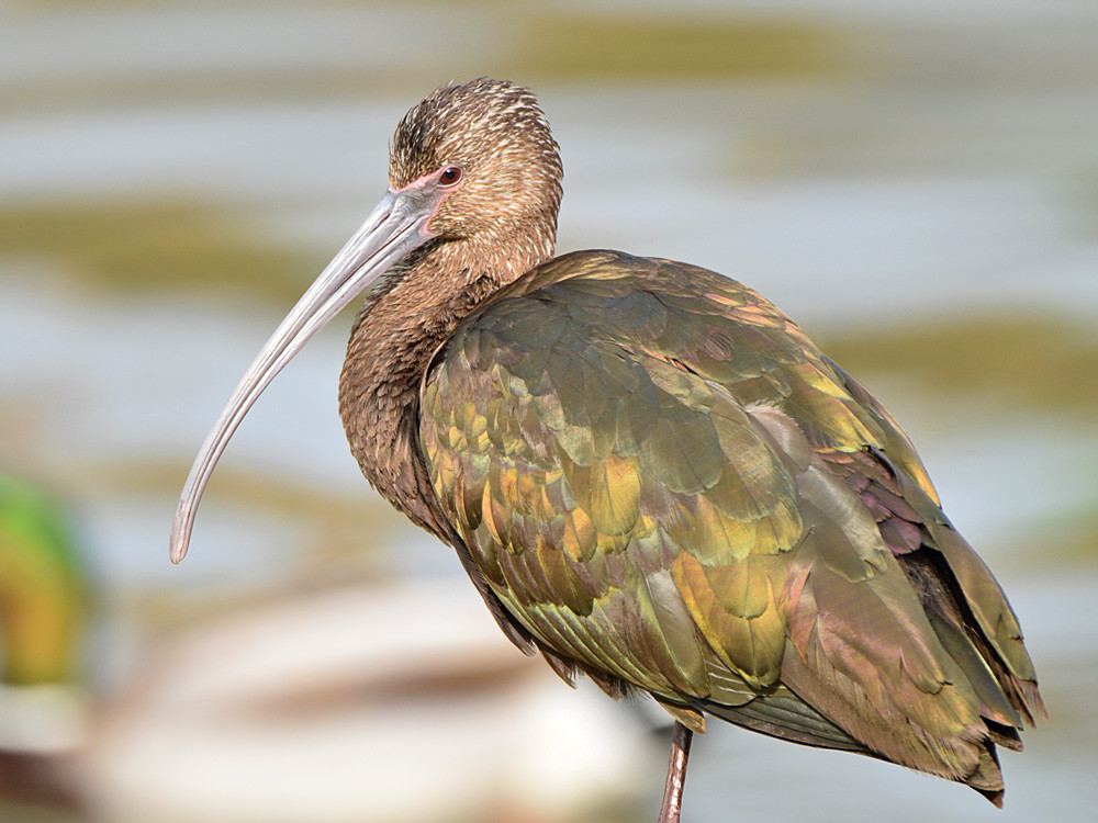 Ibis2.jpg