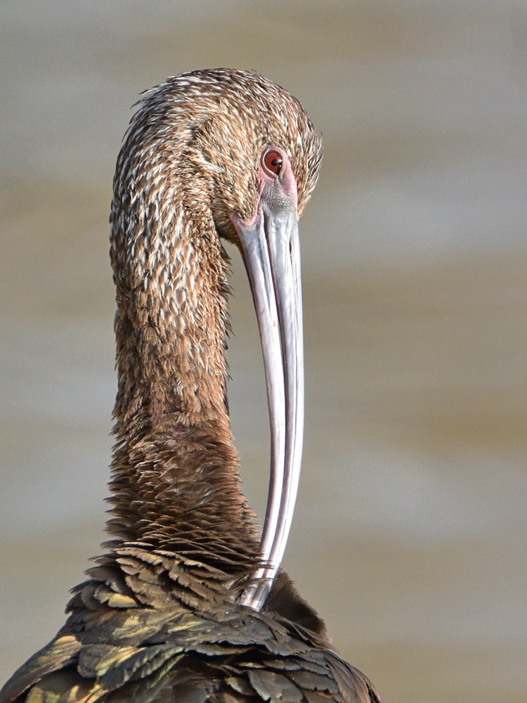 Ibis2.jpg
