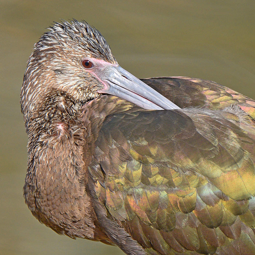 Ibis2.jpg