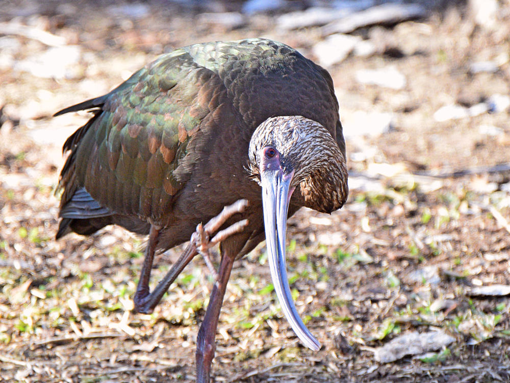 Ibis2.jpg
