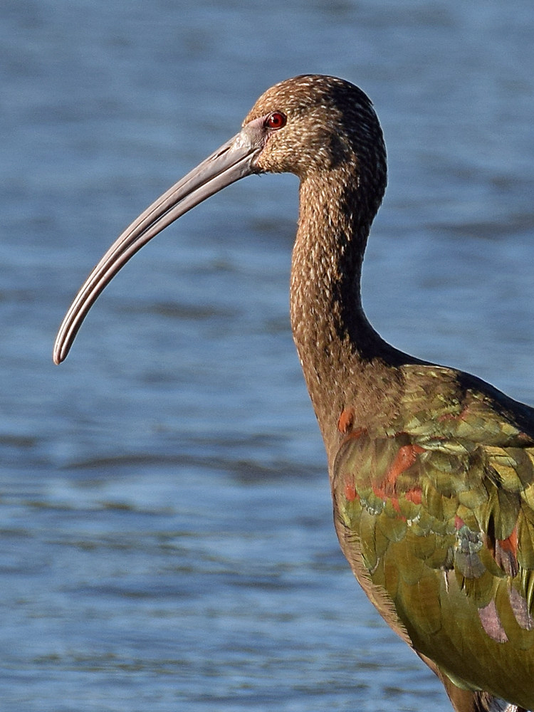 Ibis2.jpg