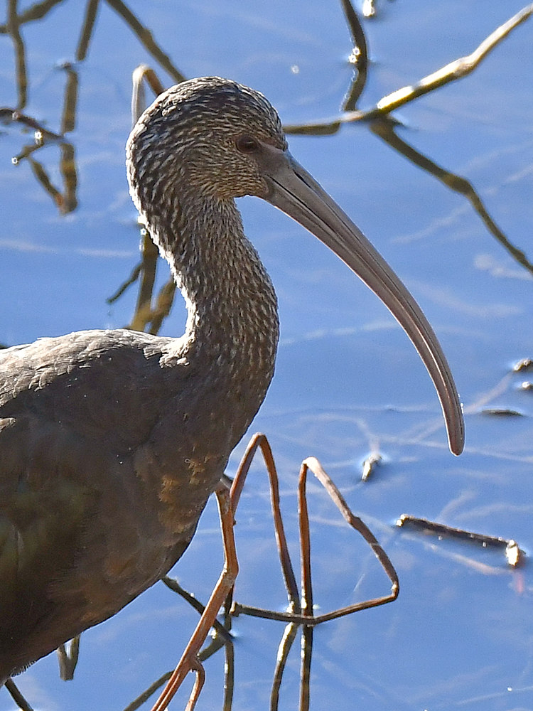 Ibis2.jpg