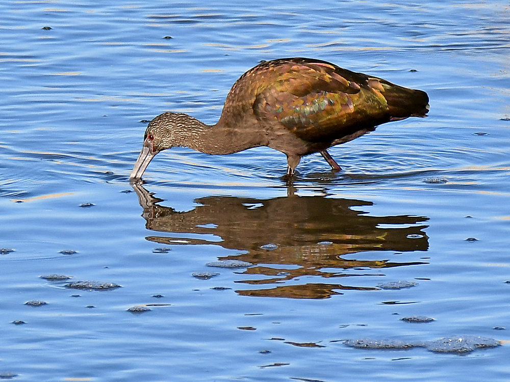 Ibis2.jpg