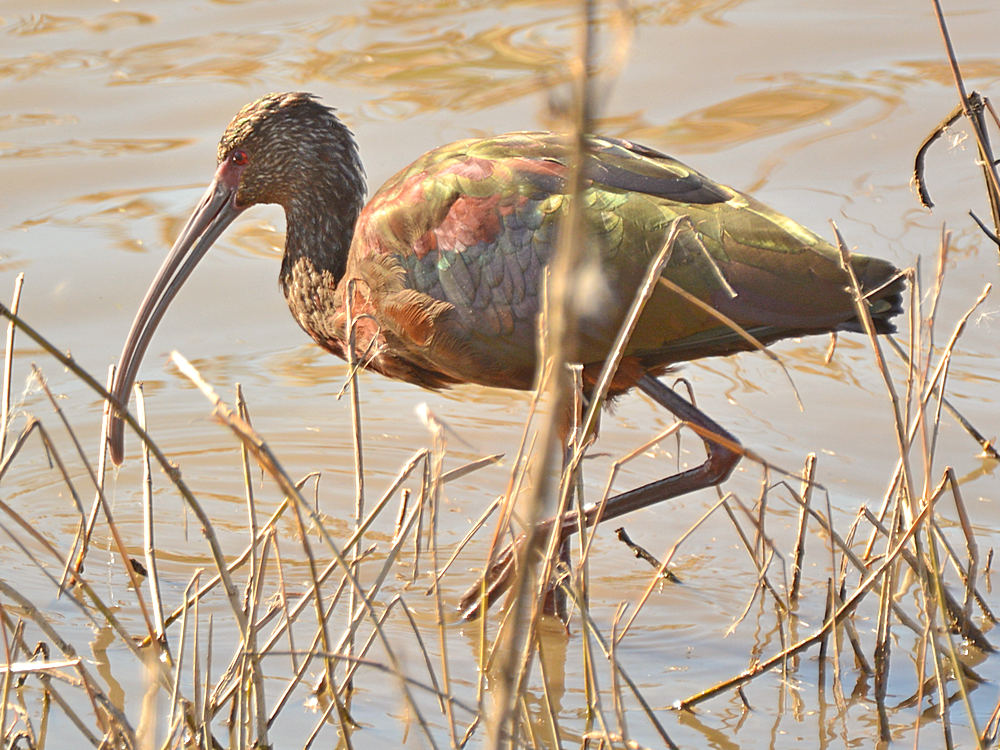 Ibis3.jpg