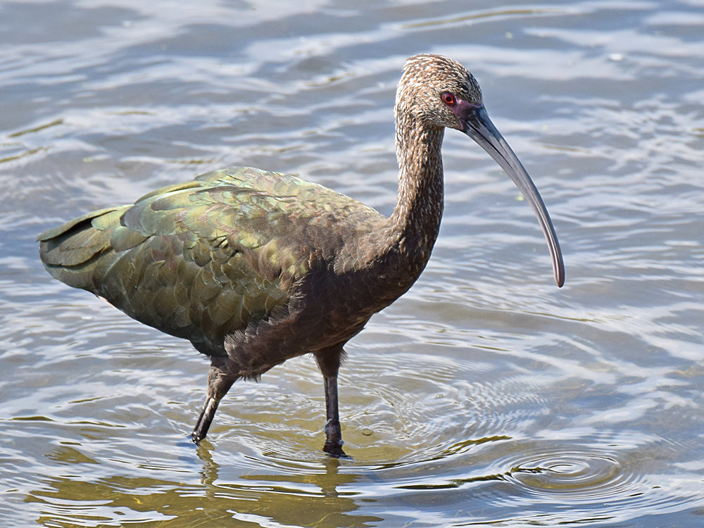 Ibis3.jpg