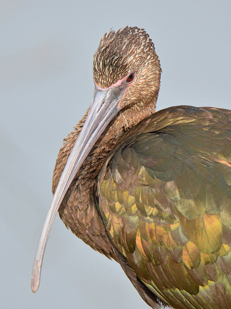 Ibis3.jpg
