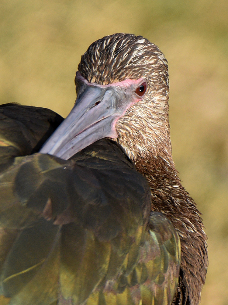 Ibis3.jpg