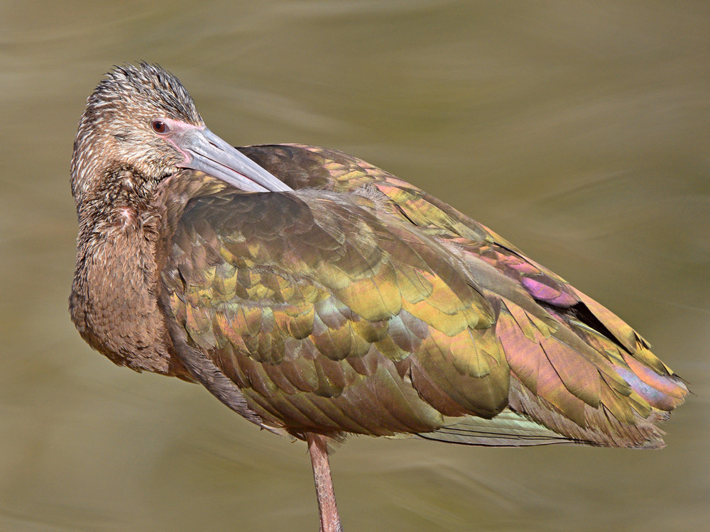 Ibis3.jpg