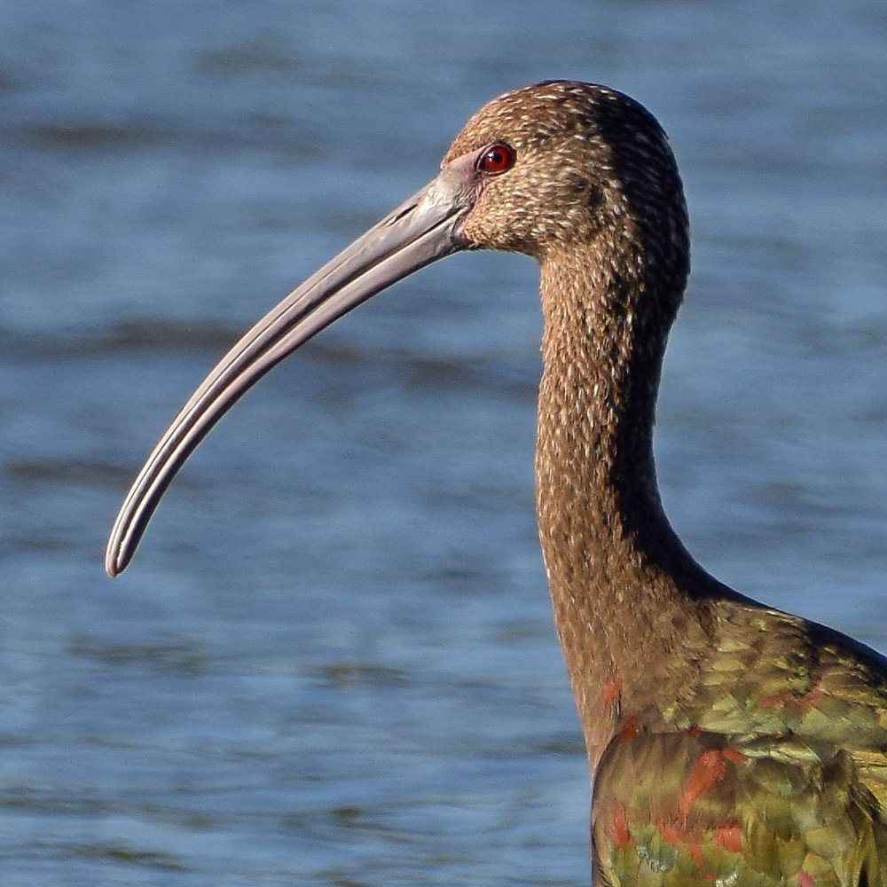 Ibis3.jpg