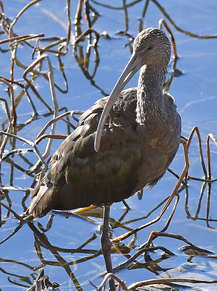 Ibis3.jpg