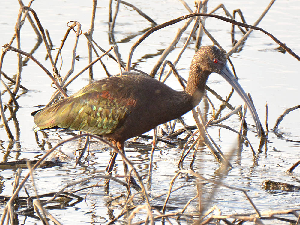 Ibis4.jpg