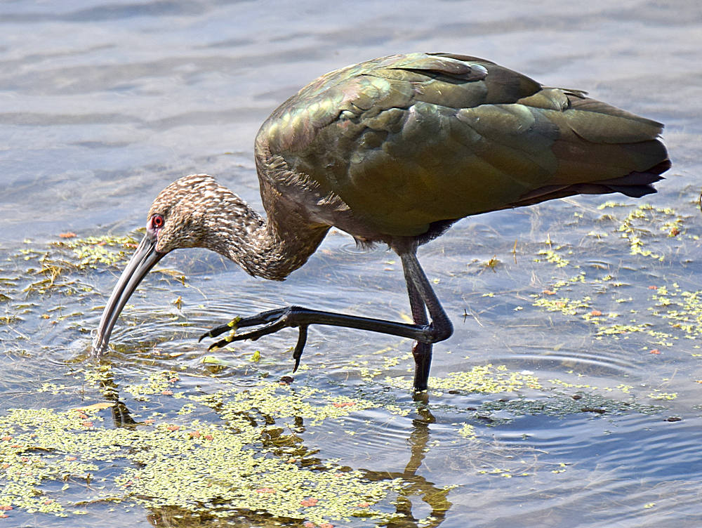 Ibis4.jpg