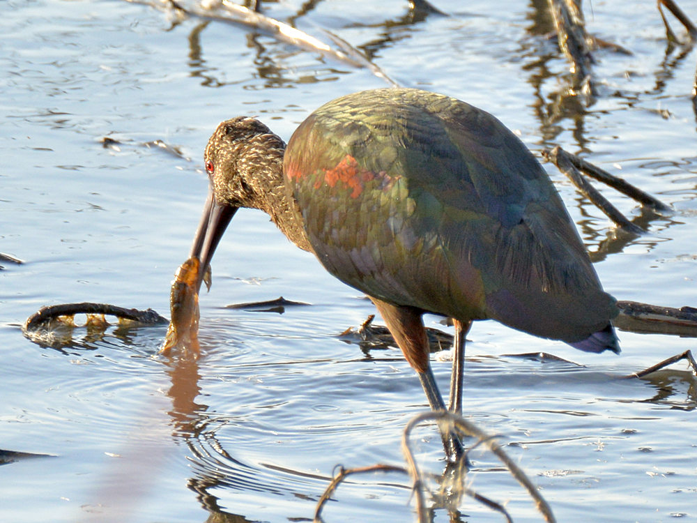 Ibis5.jpg