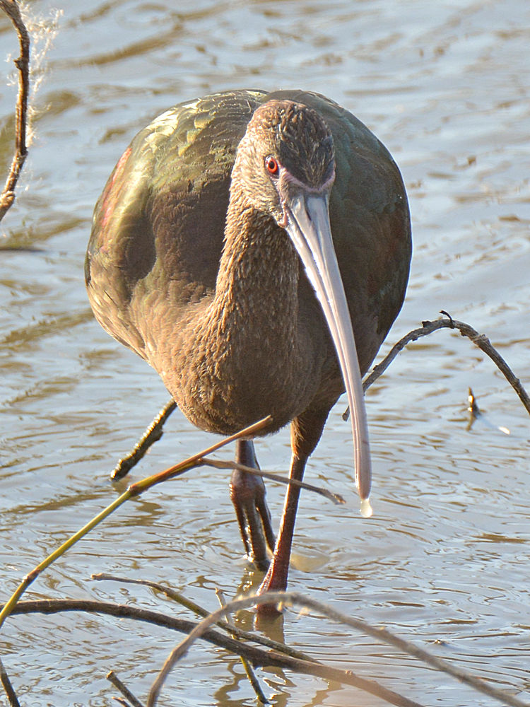 Ibis5.jpg