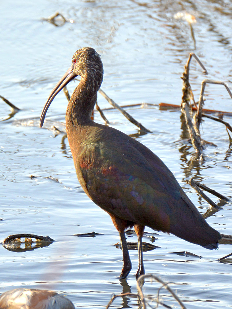 Ibis6.jpg