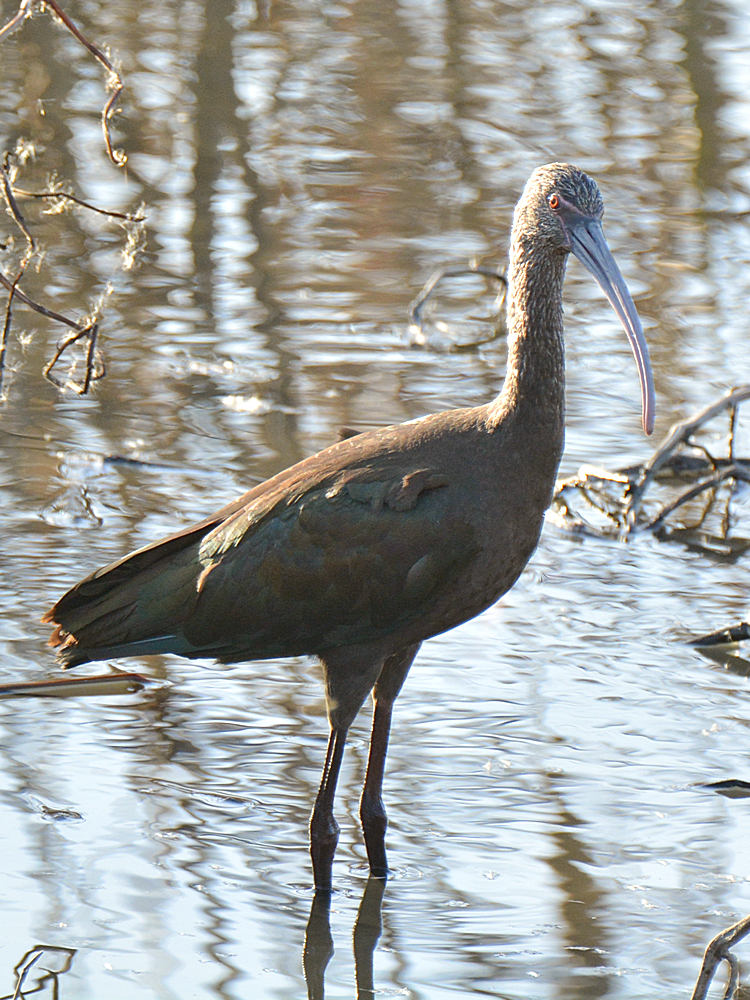 Ibis9.jpg