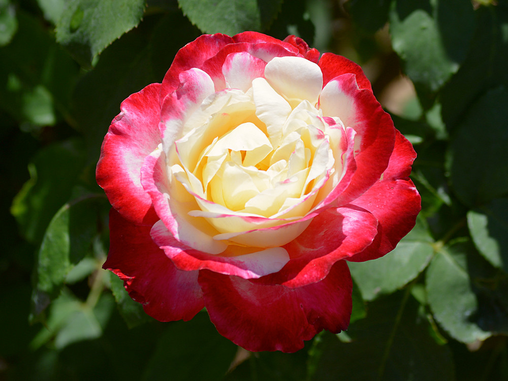 IceCreamRose.jpg