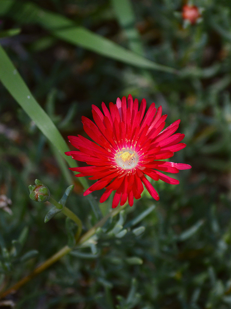 Iceplant.jpg