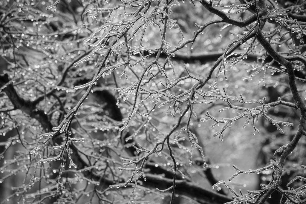 Icy Branches 1.jpg