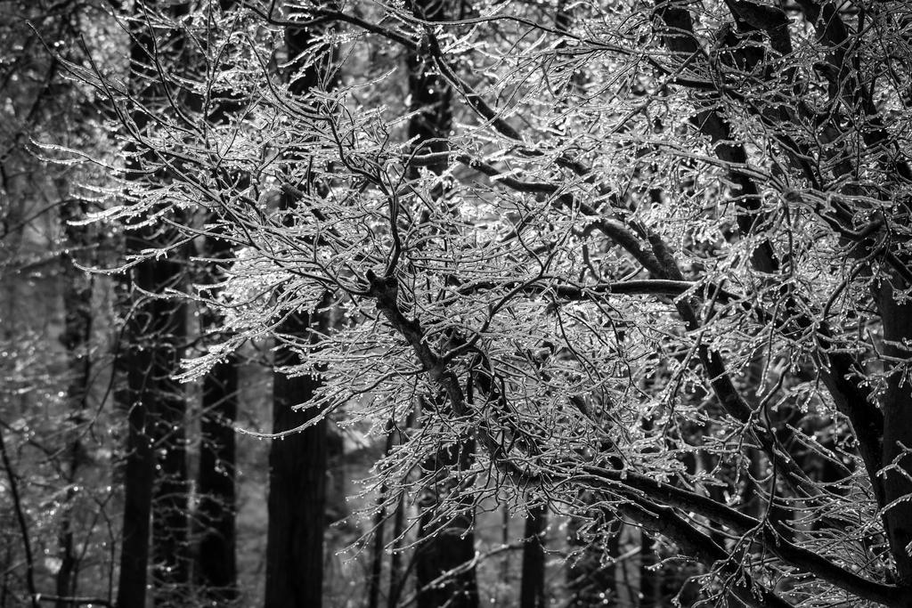 Icy Branches 2.jpg