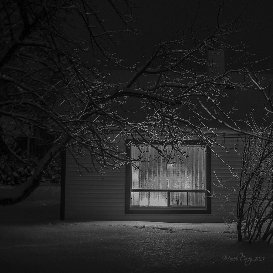 Icy tree.jpg
