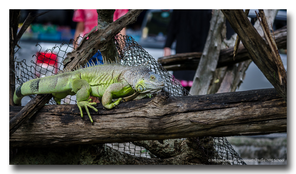 iguana-1.jpg