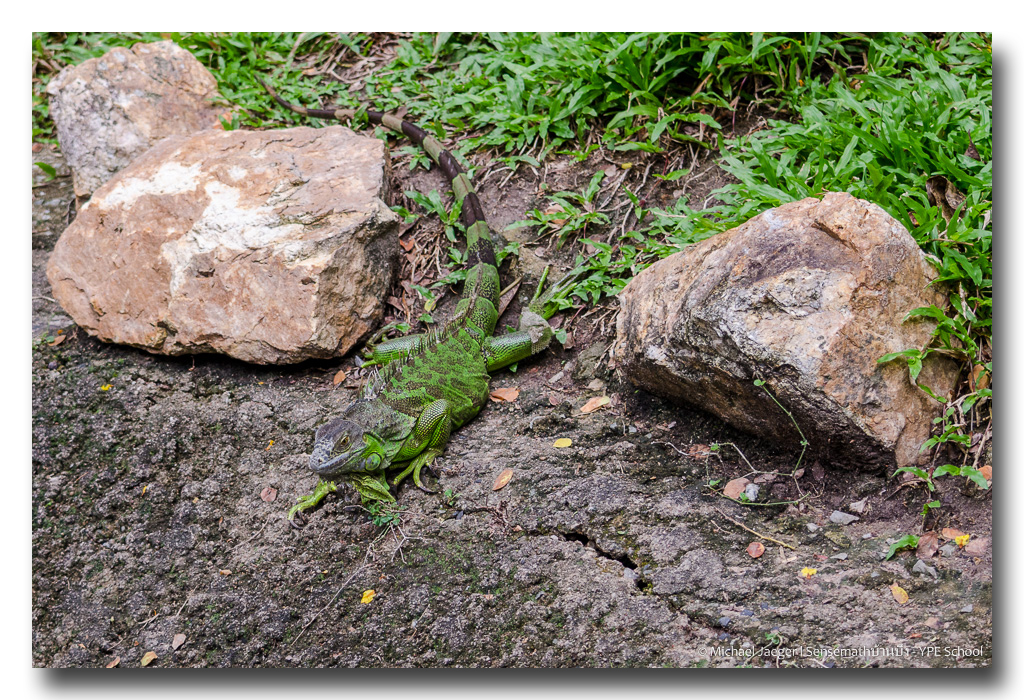 iguana-10.jpg