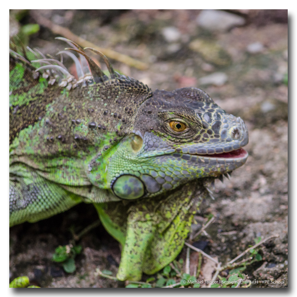 iguana-12.jpg