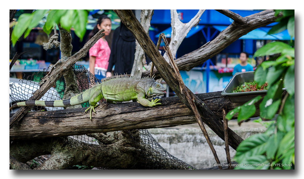 iguana-2.jpg