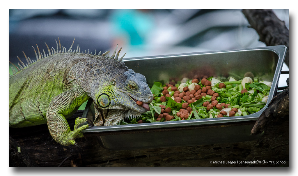 iguana-3.jpg