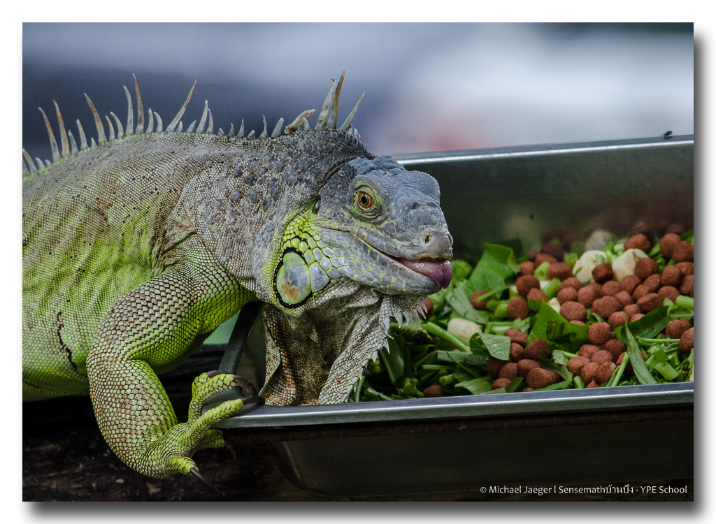 iguana-5.jpg