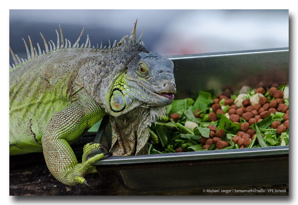 iguana-6.jpg