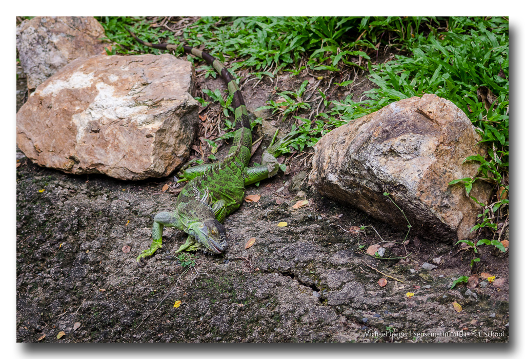 iguana-9.jpg