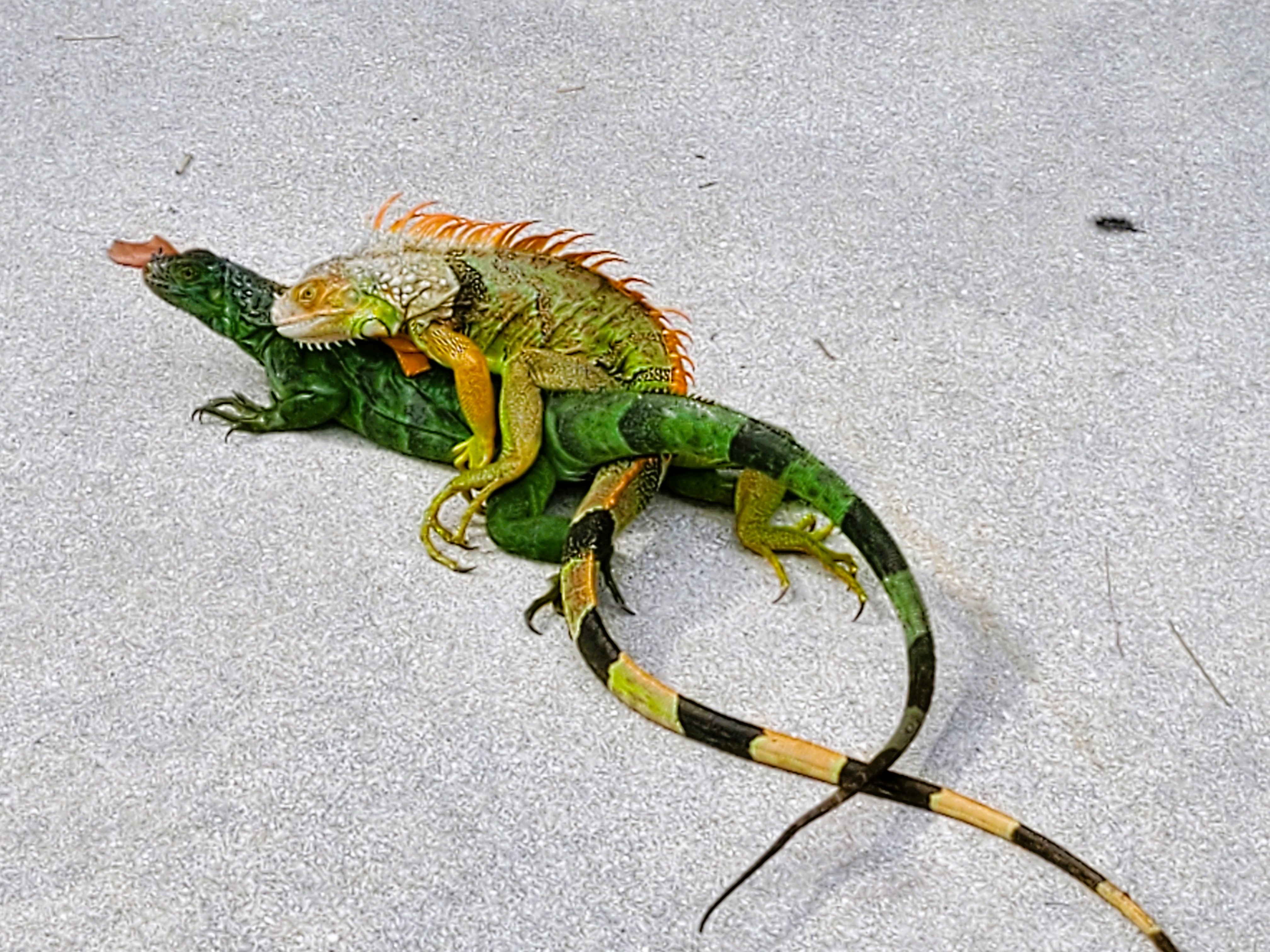iguana love (5.jpg