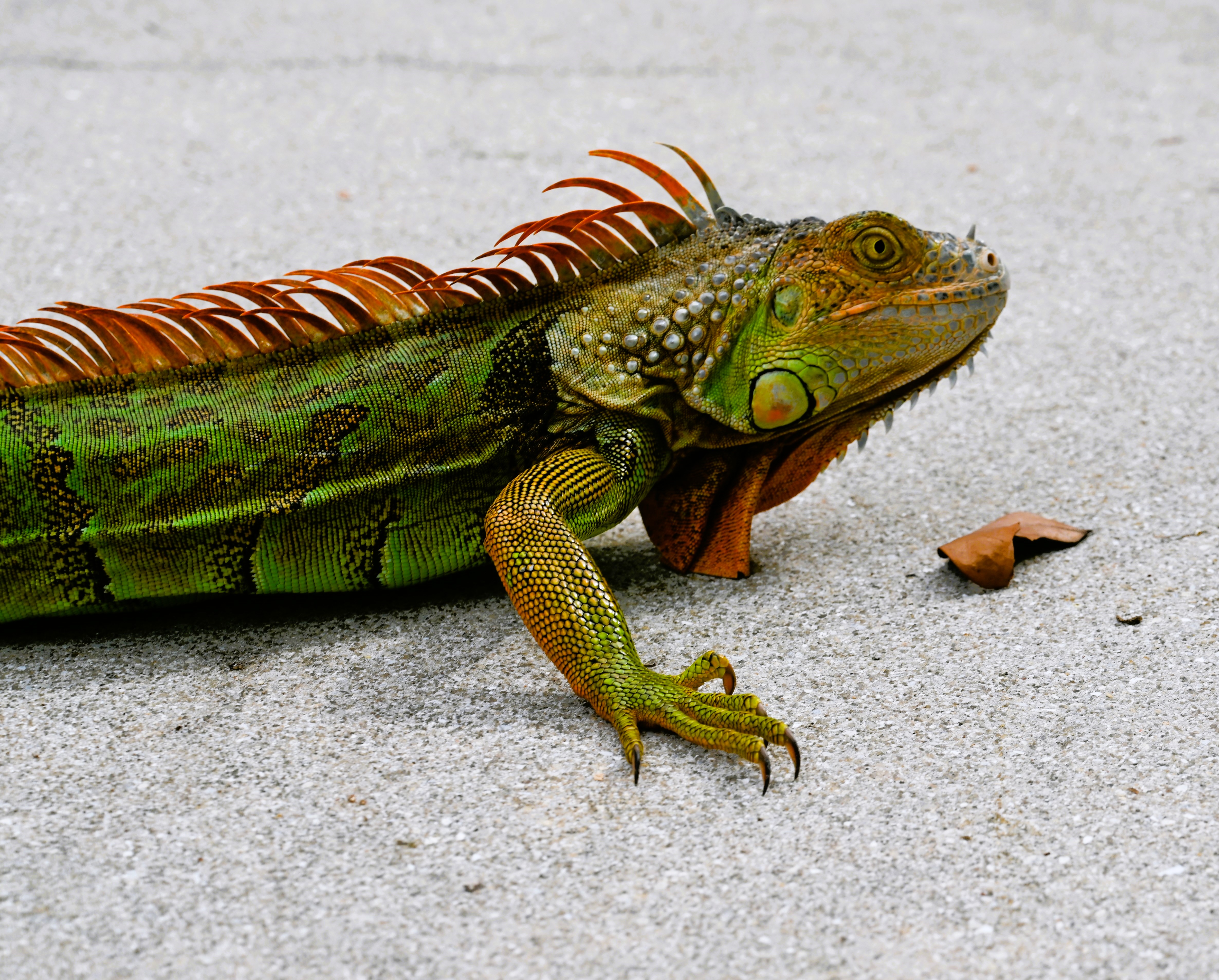 Iguana Male.JPG
