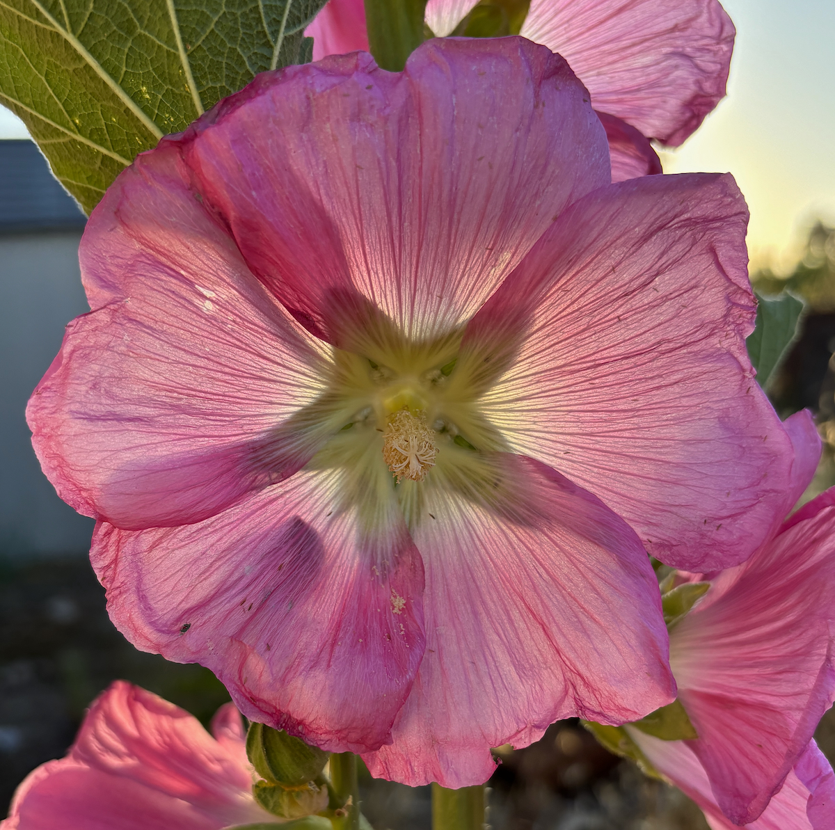 IMG_0210crops.jpeg