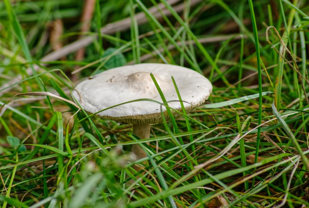 IMGP3521_DxO.jpg