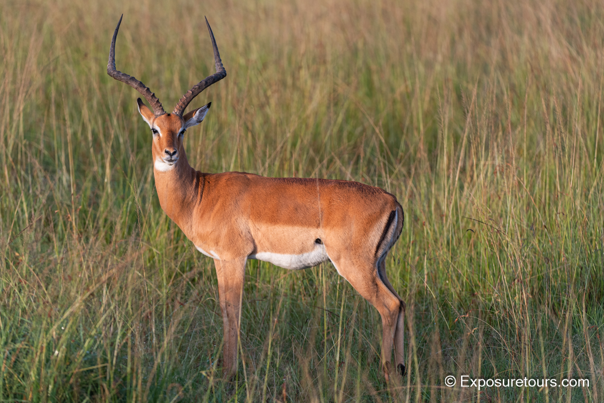 Impala exposuretours.jpg