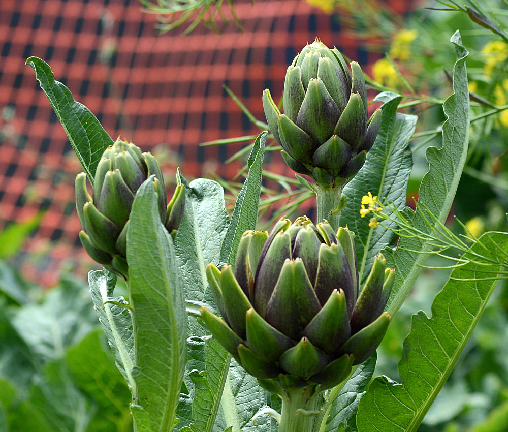ImperialArtichoke.jpg
