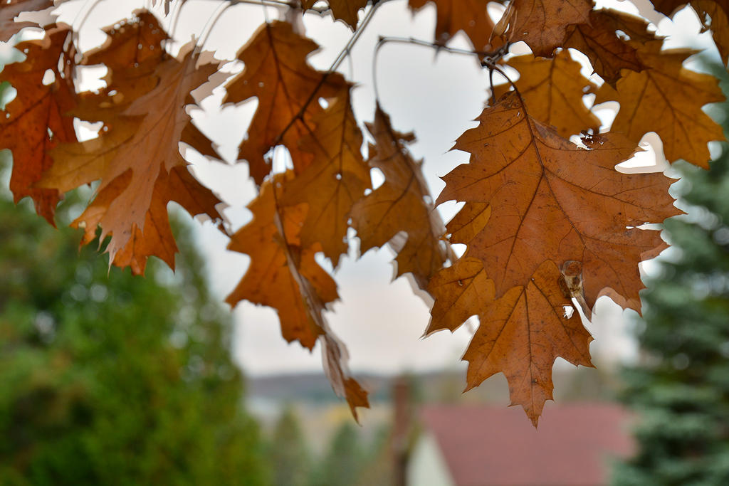 in cam hdr.jpg