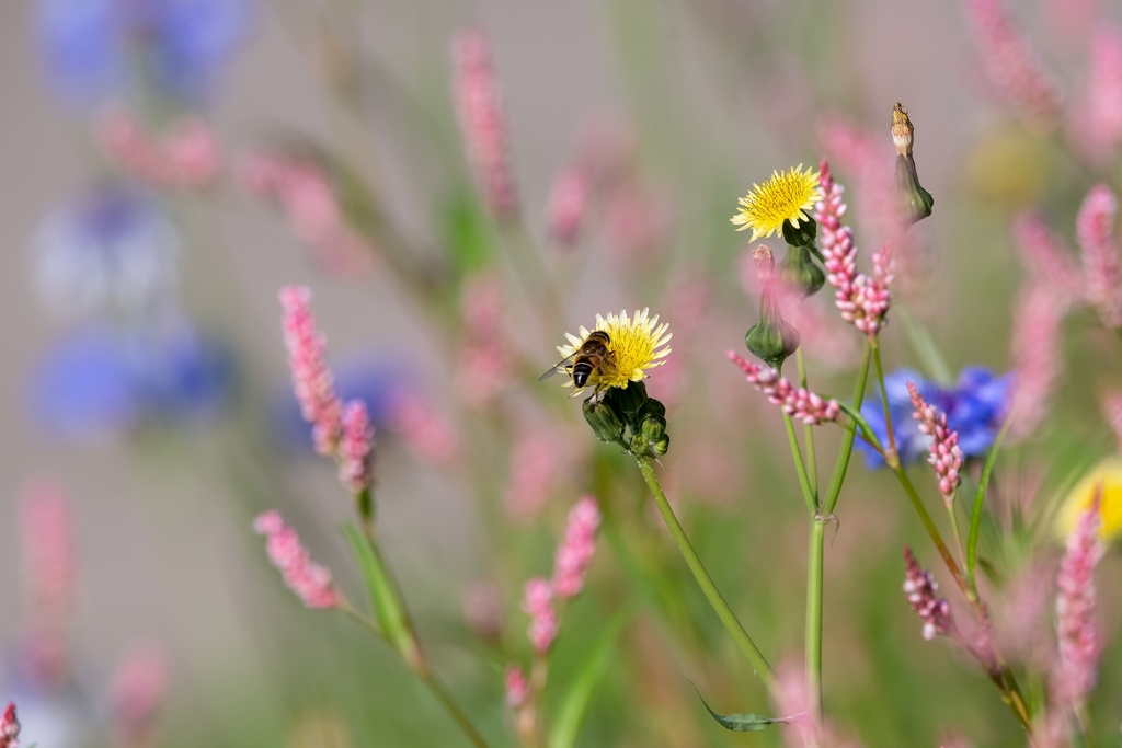 In the flowers.jpg
