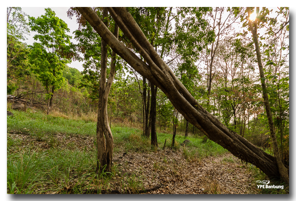 in-the-woods-3 (1).jpg