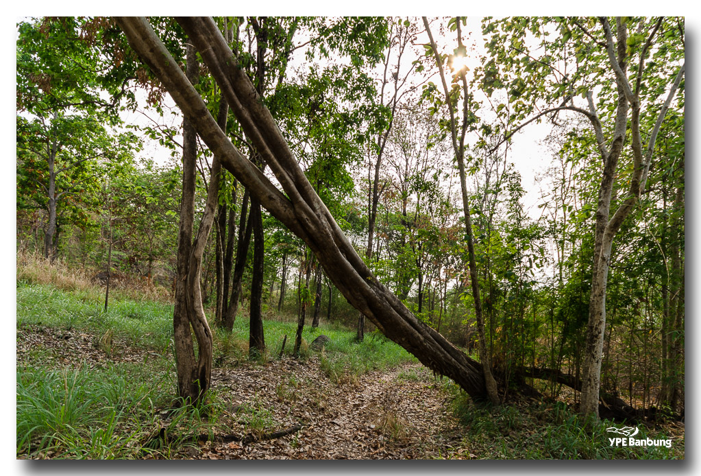 in-the-woods-3 (3).jpg