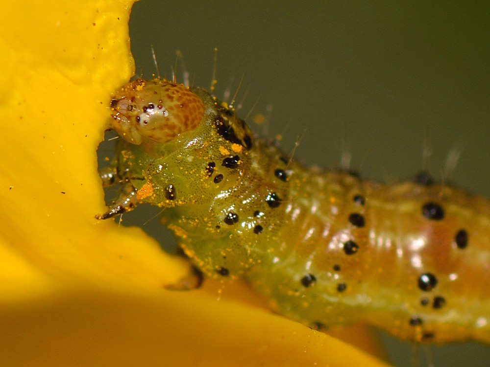 InchWorm.jpg
