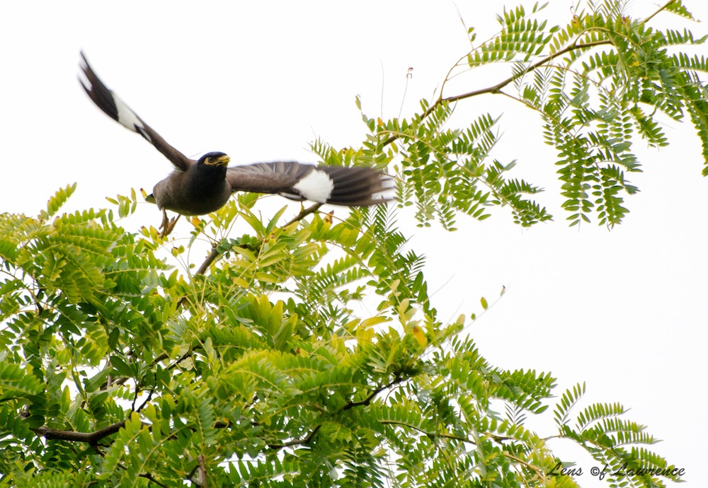 Indian Mynah LOL.jpg