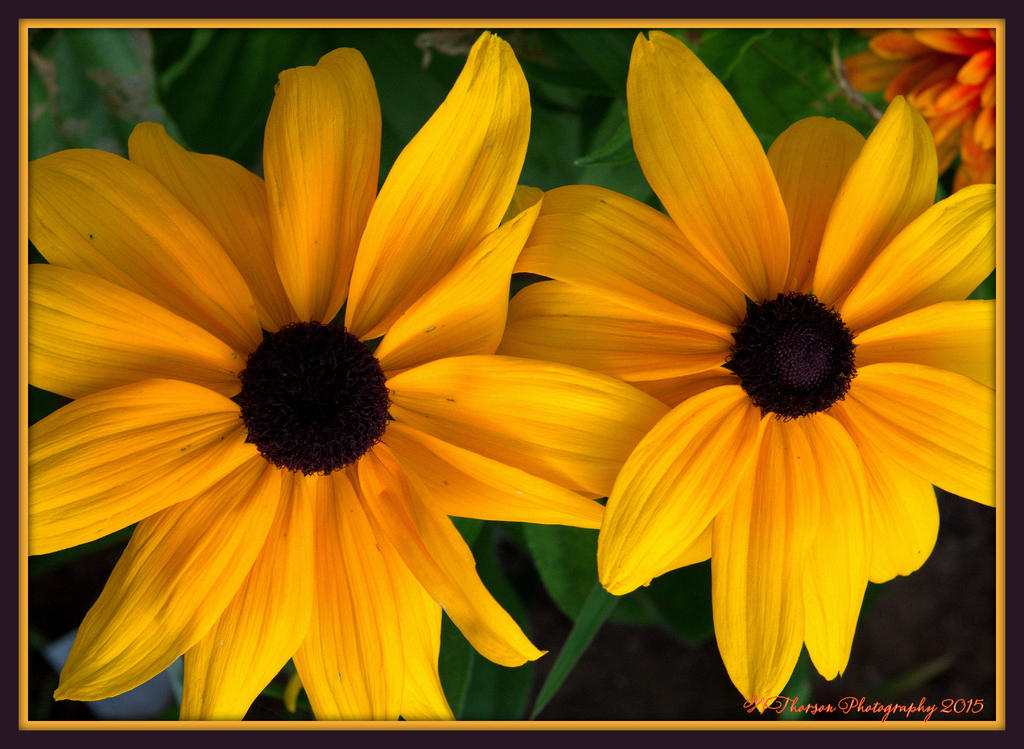 Indian Summer Gloriosa Daisy 2015.jpg
