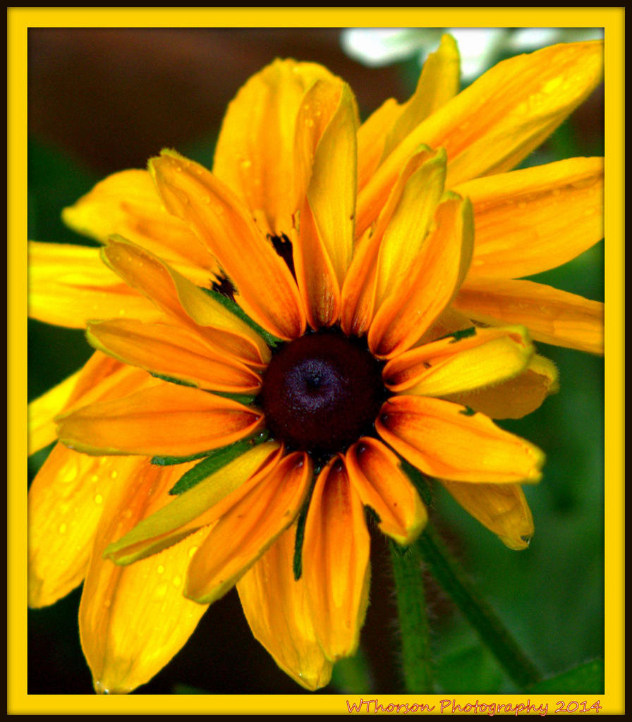 Indian Summer Gloriosa Daisy.jpg