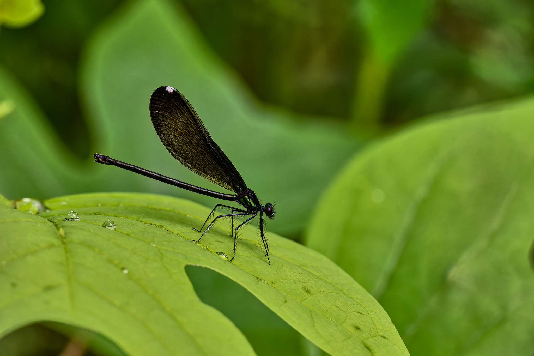 Indigo Damsel Fly.jpg